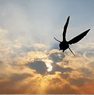 bird flying into the sunset